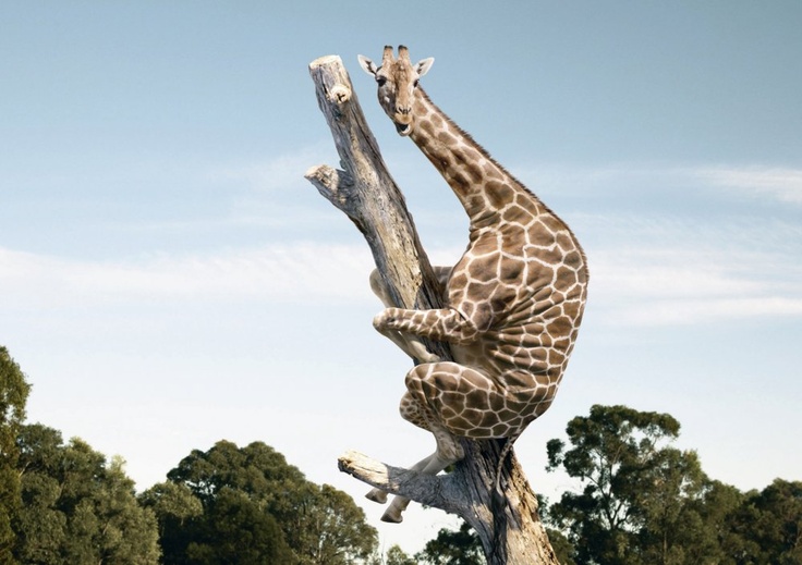 Giraffe klammert sich an Baum (Spaßbild)